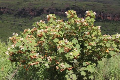 Dombeya pulchra, photographed by Tony Rebelo
