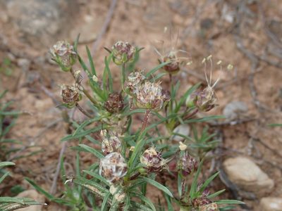 Plantago sempervirens, photographed by Julien Renoult