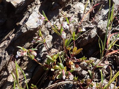 Collinsia sparsiflora, photographed by joergmlpts