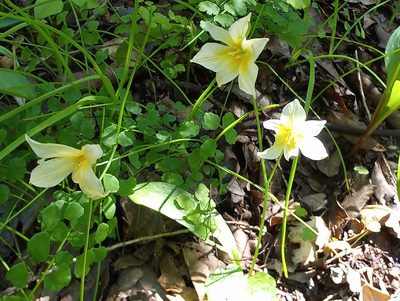 Erythronium californicum, photographed by Tom Gulya