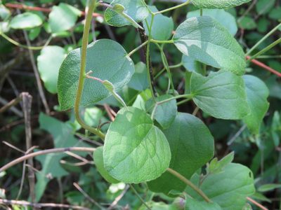 Clematis reticulata, photographed by Laura Clark