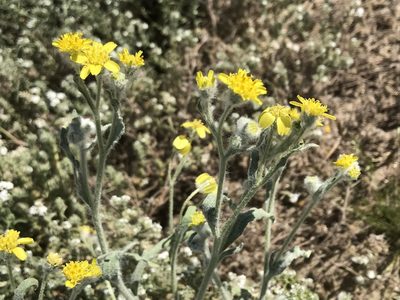 Baileya pauciradiata, photographed by Emily Chebul