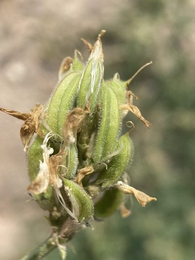 Astragalus tibetanus, photographed by Matt Berger