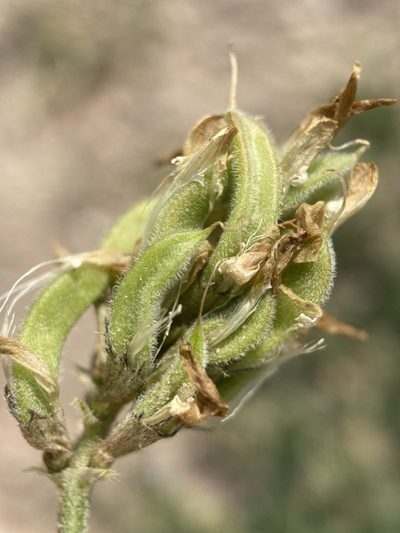 Astragalus tibetanus, photographed by Matt Berger