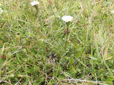 Symphyotrichum vahlii, photographed by John Brew