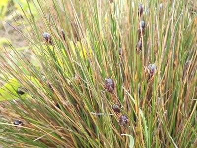Rostkovia magellanica, photographed by John Brew