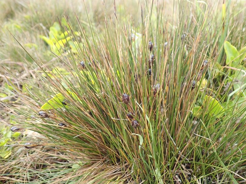 Rostkovia magellanica, photographed by John Brew
