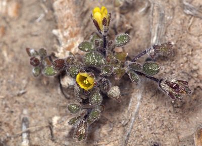 Phacelia inyoensis, photographed by Steve Matson