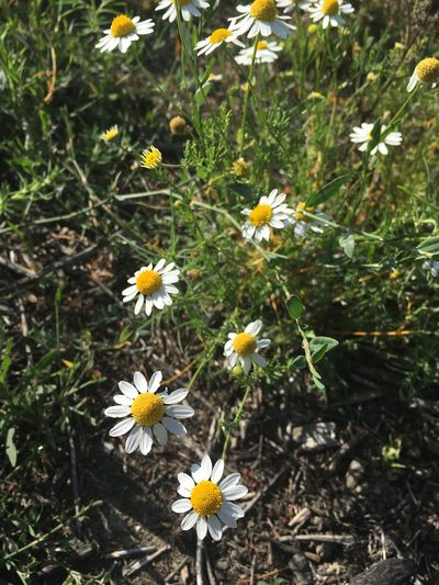 Chamaemelum fuscatum, photographed by Jesse Rorabaugh