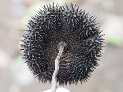 Apeiba membranacea, photographed by Lena Struwe