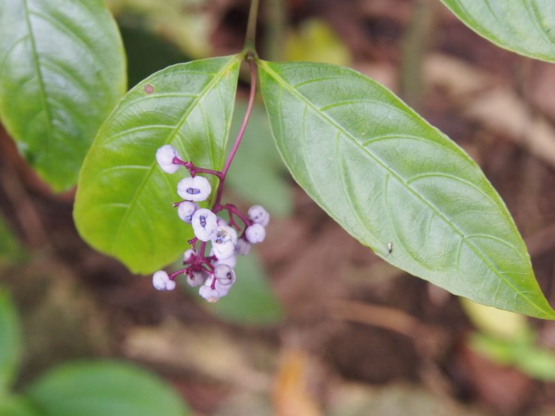 Palicourea deflexa, photographed by Lena Struwe
