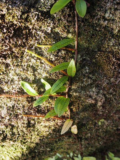 Microgramma lycopodioides, photographed by Lena Struwe