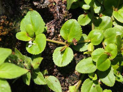Vandellia diffusa, photographed by Lena Struwe