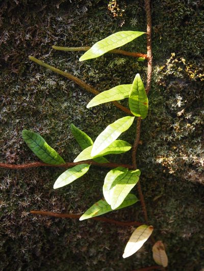 Microgramma lycopodioides, photographed by Lena Struwe
