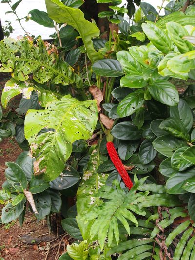 Anthurium upalaense, photographed by Lena Struwe