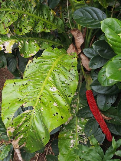 Anthurium upalaense, photographed by Lena Struwe