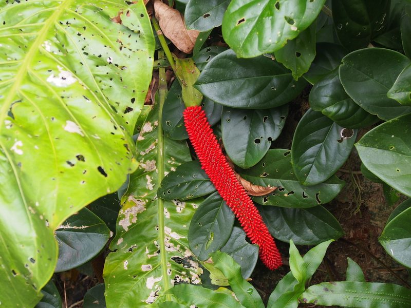 Anthurium upalaense, photographed by Lena Struwe