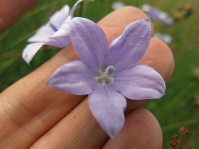 Wahlenbergia cuspidata, photographed by Peter Warren