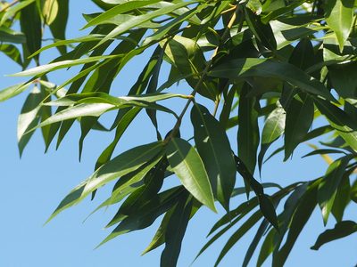 Syzygium jambos, photographed by 葉子