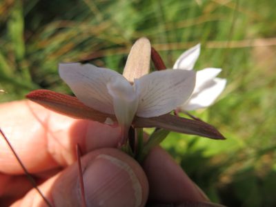 Eulophia ovalis, photographed by Peter Warren