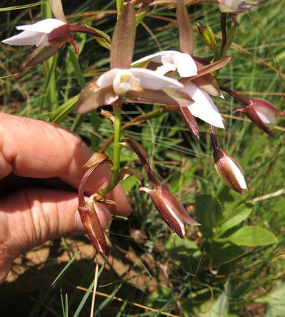 Eulophia ovalis, photographed by Peter Warren