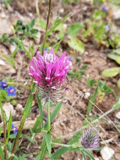 Trifolium purpureum, photographed by Dan Killam