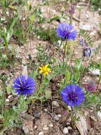 Centaurea cyanoides, photographed by Dan Killam
