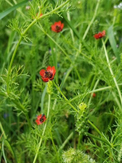Adonis microcarpa, photographed by Dan Killam