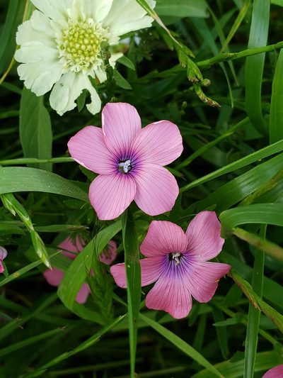 Linum pubescens, photographed by Dan Killam