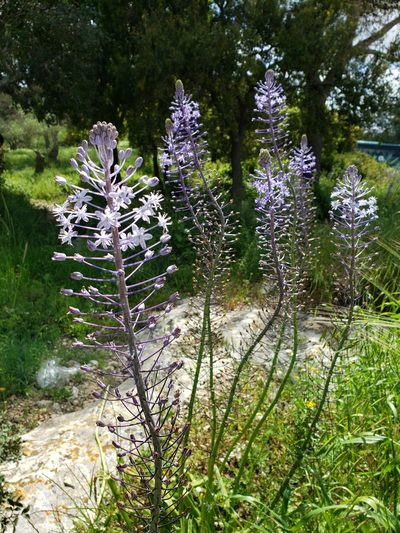 Scilla hyacinthoides, photographed by Dan Killam