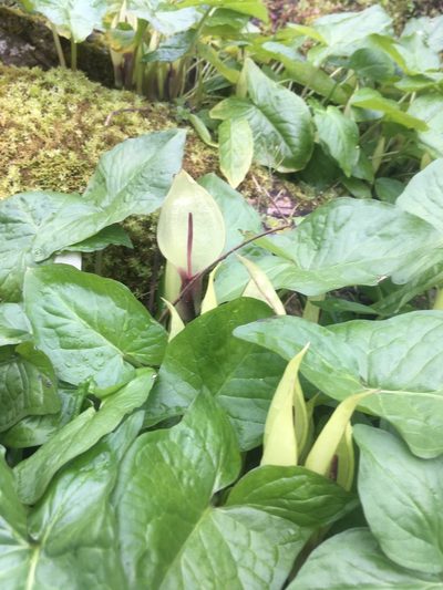Arum megobrebi, photographed by dschigel