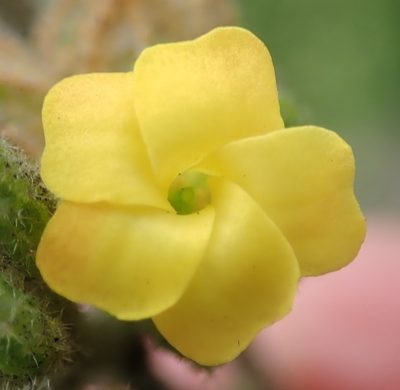Hermannia salviifolia, photographed by Nicola van Berkel