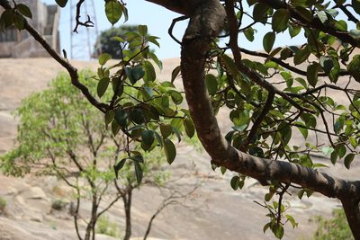 Ficus drupacea, photographed by Ashwin Srinivasan
