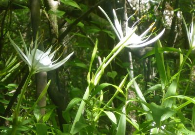 Hymenocallis franklinensis, photographed by mfeaver