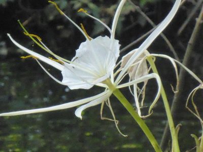 Hymenocallis franklinensis, photographed by mfeaver