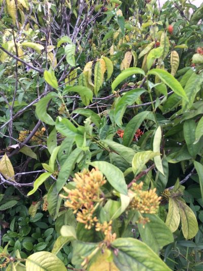 Ixora javanica, photographed by Greg III Espera