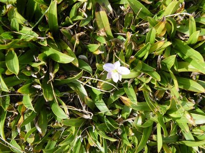 Xerophyta humilis, photographed by Antoinette Eyssell Knox