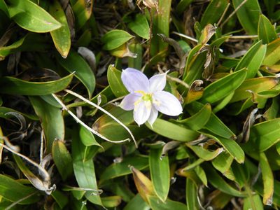 Xerophyta humilis, photographed by Antoinette Eyssell Knox