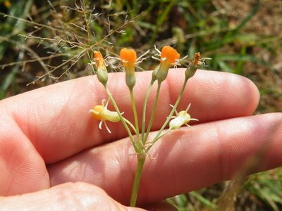 Tulbaghia leucantha, photographed by Antoinette Eyssell Knox