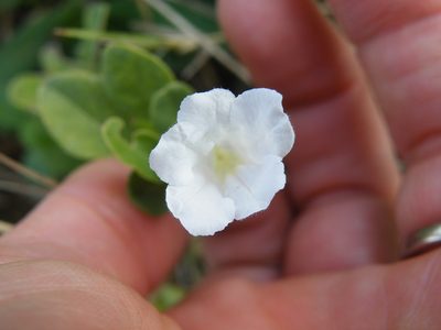 Ruellia patula, photographed by Antoinette Eyssell Knox