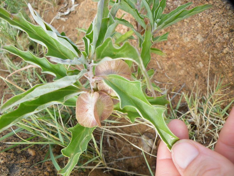 Pterodiscus ngamicus, photographed by Antoinette Eyssell Knox
