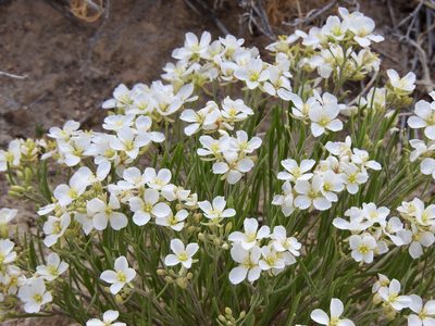 Nerisyrenia linearifolia, photographed by CK2AZ