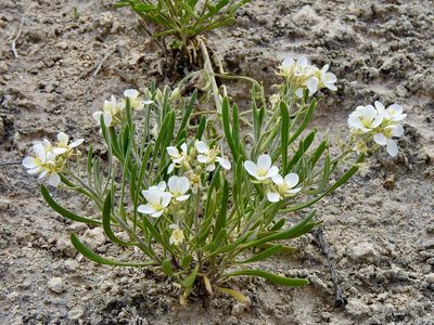 Nerisyrenia linearifolia, photographed by CK2AZ