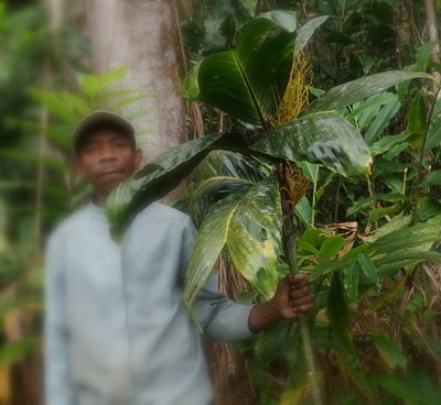 Dypsis metallica, photographed by Romer N. Rabarijaona