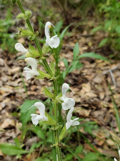 Salvia hierosolymitana, photographed by Dan Killam
