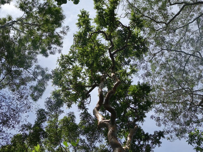 Commiphora simplicifolia, photographed by Romer N. Rabarijaona