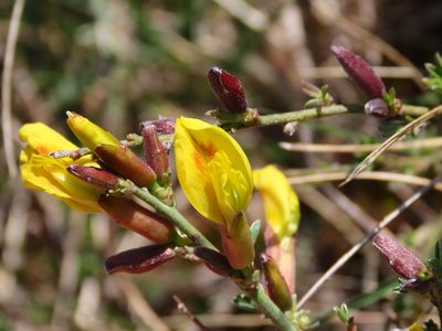Chamaecytisus spinescens, photographed by Emanuele Santarelli