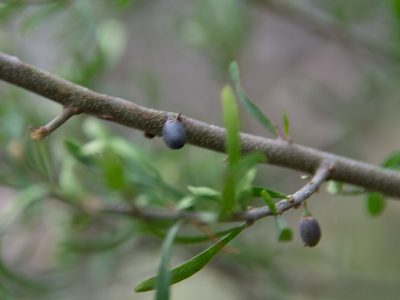 Melicytus dentatus, photographed by Terra Occ