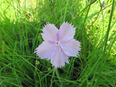 Dianthus zeyheri, photographed by Peter Warren