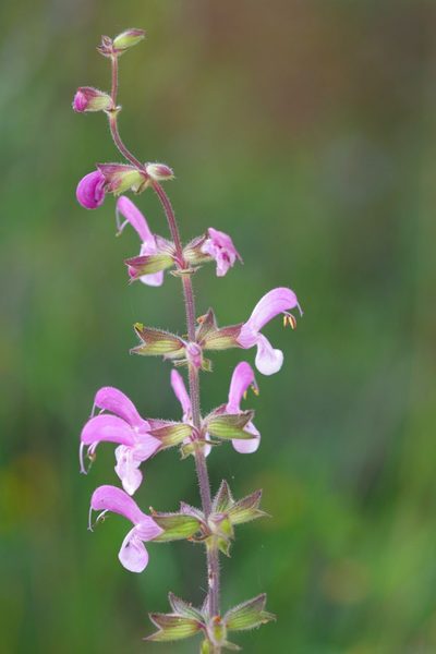 Salvia hierosolymitana, photographed by Dan Killam